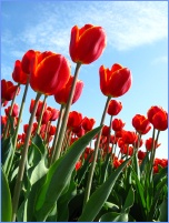 tulips